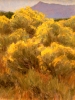Chamisa In Bloom